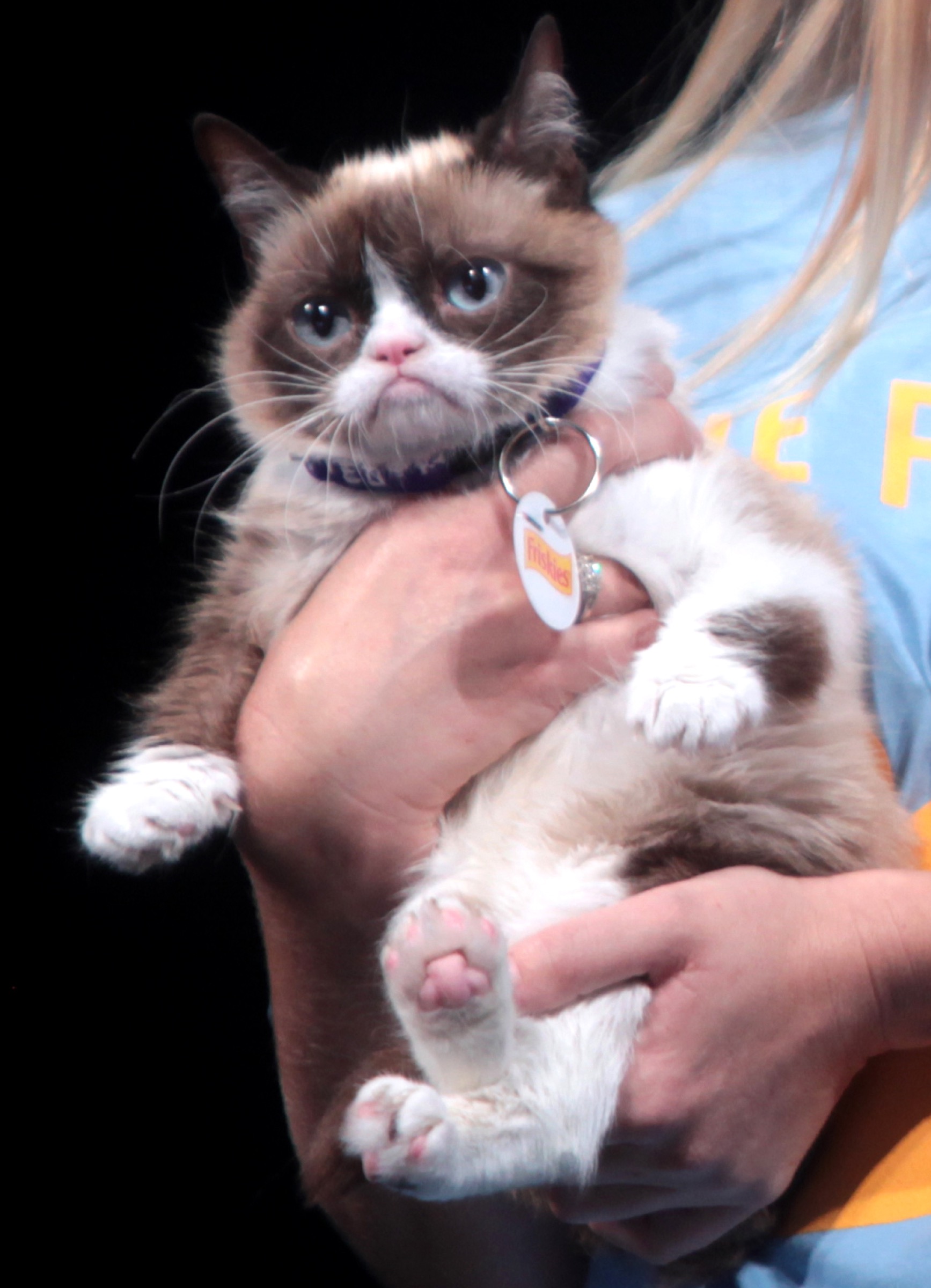 Grumpy Cat – chú mèo cau có huyền thoại của internet