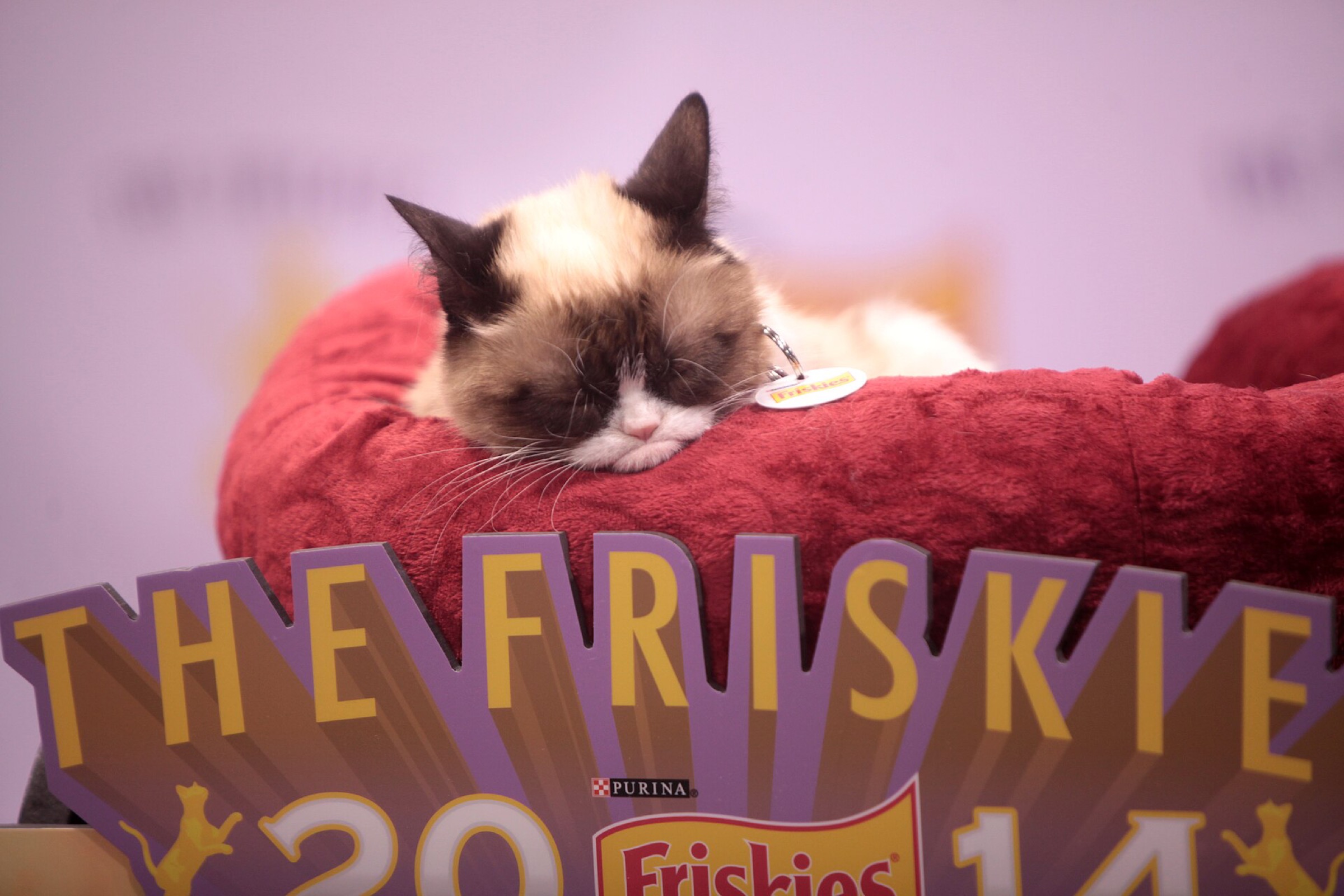 Grumpy Cat ngủ gật tại sự kiện The Friskies 2014